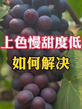 #葡萄转色增甜 #葡萄种植与管理 #农业种植 #三农 #果树种植,葡萄上色慢,甜度低,该如何解决!
