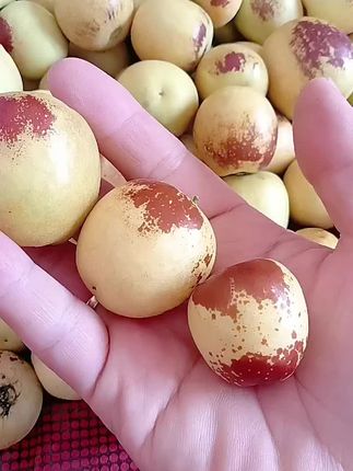 #陕西大荔冬枣嘎嘣脆甜现摘鲜发#三农流量扶持计划