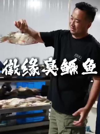 【厂家直销】正宗臭鳜鱼新鲜腌制好饭店半成品黄山臭鱼商用安徽特产#鳜鱼 #臭鳜鱼闻着臭吃着香 #腌制 #半成品 #安徽特产 @DOU+小助手 @DOU+好生意