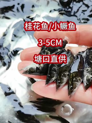 3-5个月可上餐桌#鳜鱼苗 #鱼苗#桂花鱼#三农