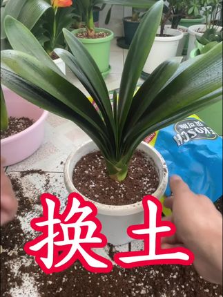 君子兰如何换土#创作者扶持计划 #君子兰#分享家庭养花知识 换土