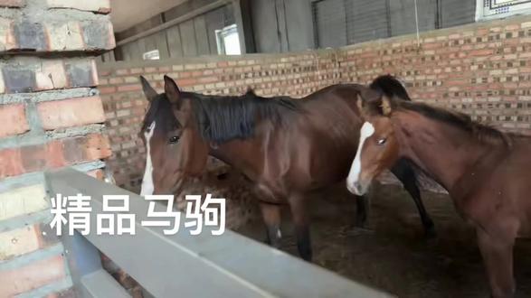 精品马驹! 真正的赛马好苗子!
