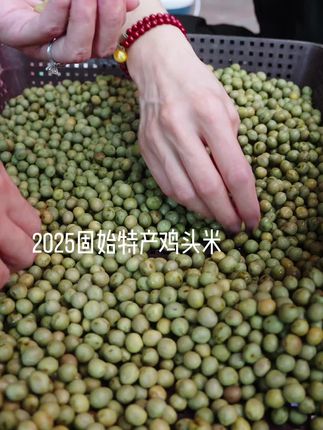 2025固始特产现摘现发新鲜鸡头米(芡实) #优质农产品 #快来一起尝个鲜