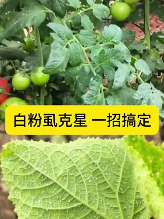 白粉虱克星,一招解决#白粉虱#白粉虱的防治方法 #粉虱 #萃盛农业#服务三农支持三农