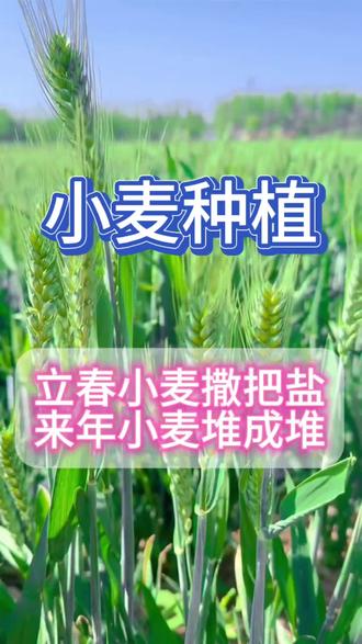 立春之前撒把盐,来年小麦堆成堆#小麦种植 #小麦施肥#小麦高产