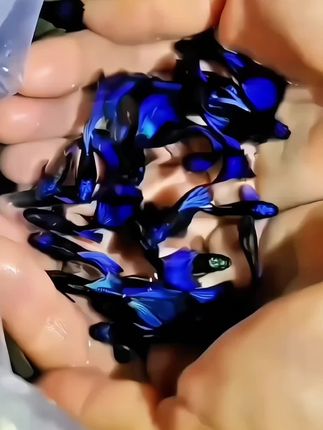 谁懂啊!冰蓝孔雀鱼真的自带滤镜 刚入缸的冰蓝孔雀鱼太绝了!银蓝色鳞片像撒了碎钻,游动时尾巴展开像小扇子,在灯光下泛着清透光泽,和水草搭配直接把鱼缸变成“水下星空”。 新手也能养,平时喂点鱼食、定期换水就够,看着它们慢悠悠游来游去,连烦躁都被抚平了。家里摆一缸,来客都要蹲着想拍两张~ #观赏鱼开箱 #冰蓝孔雀鱼 #新手养鱼攻略#强烈推荐 #上热门🔥 @抖加🔥上热门🔥dou+🔥热点宝