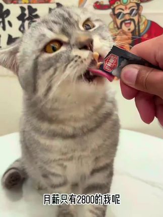就这个猫条,养猫人可以放心囤#猫咪