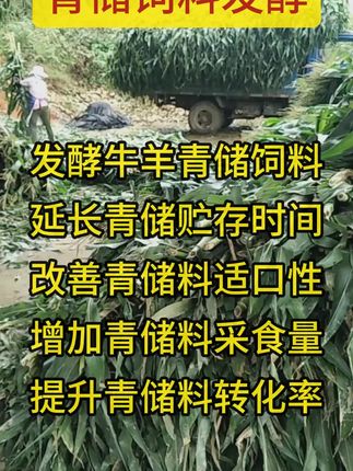 发酵牛羊青储饲料,延长青储贮存时间,改善青储料适口性,增加青储料采食量,提升青储料转化率#牛羊养殖 #青储 #青贮 #青贮玉米 #青贮发酵剂