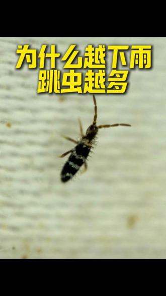为什么越下雨跳虫越多 这种随处可见的小黑虫就是跳虫,每逢阴雨天数量就会急剧增多。雨水灌满室外泥土、草丛等栖息处,生存环境被水淹后,大批跳虫只能四处逃窜,顺着外墙缝隙、下水道、门窗缝隙钻进室内安家。
闷热潮湿的气候格外适合跳虫生长繁殖,家里一旦有墙面发霉、角落积水、水管漏水等情况,极易造成跳虫扎堆爆发。
想要彻底根除跳虫,可使用专用杀虫药剂,对着踢脚线、墙角、地漏、床底等活动区域喷洒,既能灭杀成虫与虫卵,干透后还能形成长效防护药膜,阻挡外来虫害侵入。日常及时清理家中霉菌、保持环境干燥,断掉跳虫食物来源,就能从根源杜绝反复滋生。
#跳虫 #跳虫怎么消灭 #跳虫杀虫剂 #越下雨跳虫越多 #广东跳虫爆发