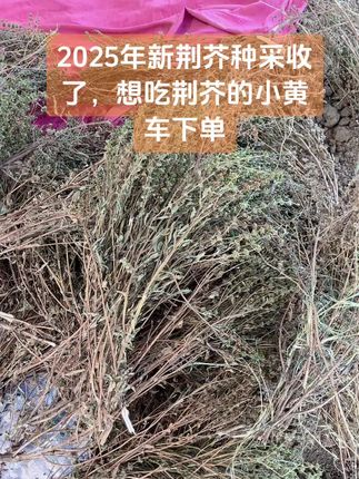 无论是40度高温还是狂风暴雨我们都在荆芥的路上#农业种植 #新鲜采摘