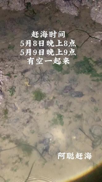 螃蟹抓到不想抓 带两个人,螃蟹太多,睁一只眼闭一只眼,当作放生,吃不完拿回去又得放生一边哈#赶海