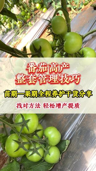 番茄高产整套管理技巧——苗期到果期全程养护干货分享! #番茄种植 #西红柿 #番茄高产 #新农人计划2026#分享农业知识帮农民增产增收