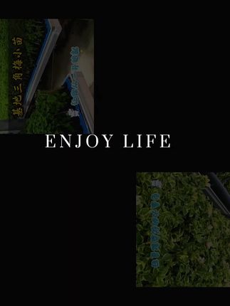 漳州新品垂丝三角梅(带花)盆栽花苗易活庭院阳台爬藤#减肥代茶饮 #蔬菜的营养成分 #没有决心减肥怎么办 #豆浆对女人的好处