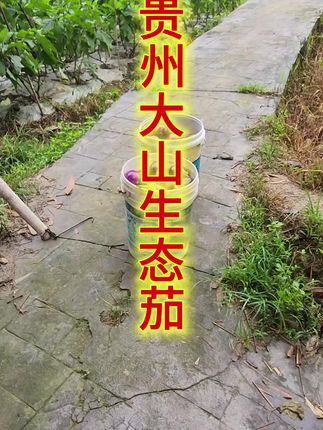 贵州大山深处原生态农家茄子,新鲜现摘现发 #我的乡村生活 #农民种地不容易啊 #抖音乡村生活 #新鲜蔬菜