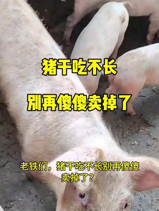 猪干吃不长不长,别在傻傻卖掉了#养猪人 #养殖技术和经验 #三农 #农村养猪 #肥猪
