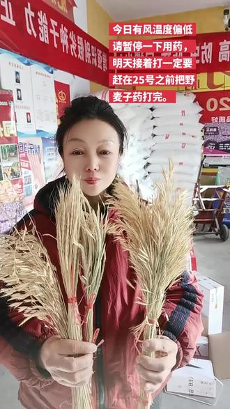 亲亲的家人们今天温度偏低风也比较大请暂停一条打药#抖音助农 #小麦管理 #小麦一喷三防药 #心系三农服务三农 #助力三农