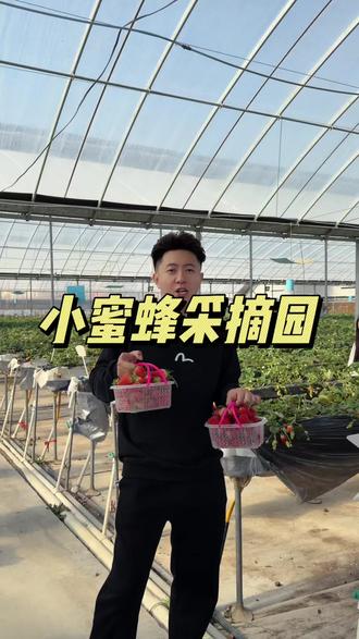 小蜜蜂采摘园一大一小只需要120!就可以草莓畅吃而且还能带走一斤!春节期间过来玩吧! #摘草莓 #草莓园 #草莓基地 #东营同城#春节去哪玩