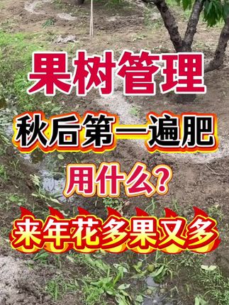 果树立秋后,第一遍肥用什么?来年花多果又多#果园管理 #桃树管理 #三农 #果树 #秋施基肥
