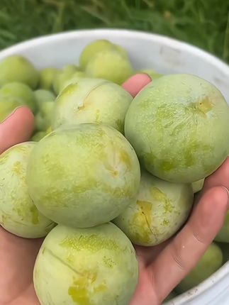 #脱骨李 #青脆李 #口感特别好 #应季水果 #脆李子