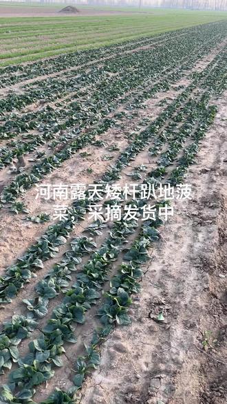 #菠菜#趴地菠菜,河南露天矮杆趴地菠菜成熟了