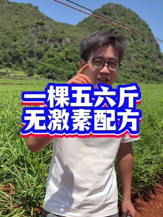 生姜无激素膨大增产方案,用一次增产20%@生姜#生姜种植 #生姜种植技术