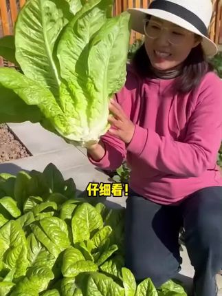 推荐一款脆嫩好吃的蔬菜,它就是孔雀菜,阳台盆栽地栽都可以#孔雀菜 #种子 #盆栽蔬菜
