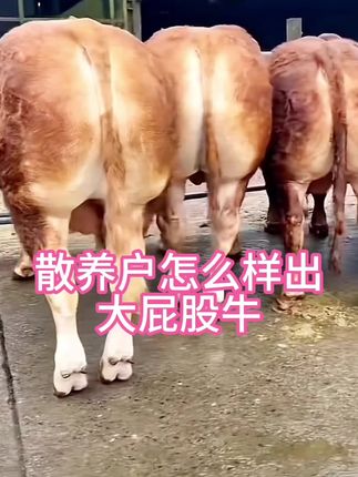 #养牛人 #育肥牛 #三农 #养殖 #养牛 @抖音创作小助手