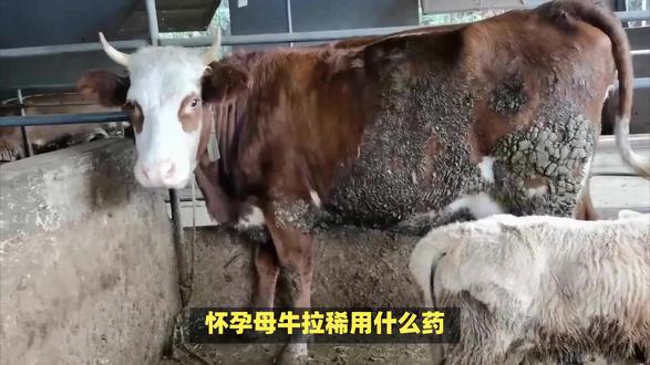 怀孕母牛拉稀用什么药