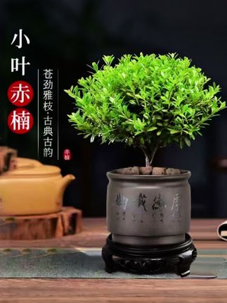 小叶赤楠盆栽#室内绿植 #老桩盆景 #小叶赤楠 喜欢养花一定要养一盆小叶赤楠!所有绿植的优点它都具备!它还有淡淡的清香!