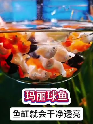 沉浸式养玛丽球鱼,真的太可爱了,又非常能生的鱼,太有趣太好玩了 #奇妙的动物#玛丽球生宝宝 #观赏鱼#新手养鱼#水族