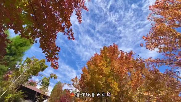 🍁滇畔秋色天花板 海口林场枫叶季
#昆明周边游 #枫叶 #秋日氛围感 #小众打卡地 #昆明拍照
📍坐标:昆明市海口林场(导航直达,市区出发1h达)
⏰最佳观赏期:10月下旬-11月中旬(枫叶红透时!)
✨【为什么这里是昆明枫叶天花板?】
✅万亩枫林,层林尽染
滇池边藏着一整片“枫叶海洋”!红、黄、橙交织的枫叶林,阳光透过叶隙洒下细碎的闪,仿佛走进莫奈的油画世界。
✅小众秘境,人少景美
漫步林间小道,踩着沙沙作响的落叶,独享一份静谧的浪漫。
✅徒步+遛娃+遛狗友好🐶🐱🐰
林场内超长休闲步道,老人小孩都能轻松游玩。在枫树下吃一顿悠闲的野餐下午茶,或者带宠物一起撒欢,治愈感整个秋天!
📸【出片攻略】
1️⃣穿搭建议:和枫叶撞色超温柔!
2️⃣拍照时间:上午10点前或下午3点后,光线柔和,枫叶透光感绝美!
3️⃣必打卡点:
• 枫叶大道(长焦压缩感,拍出纵深感大片)
• 林间木椅(坐姿俯拍,秋日氛围感拉满)
• 落叶堆(抓拍抛叶瞬间,动态感活力十足)
🚗【交通指南】
🔸自驾:导航“海口林场”,停车场免费
🔸公交:“梁家河”站乘C26路或“小西门远郊车场乘33路均可到达海口;
🍁九宫格文案灵感:
“风里已经有了秋的味道”
“我在滇畔的枫叶里,捡到了整个昆明。”
“红叶是秋天寄来的信,一封写给浪漫,一封写给你。”
📌戳定位,收藏这份秋日限定浪漫!💯