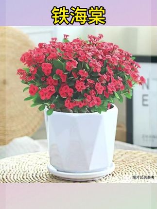 #铁海棠 #铁海棠盆栽 #铁海棠花 铁海棠盆栽虎刺梅花卉室内开花植物盆景绿植四季开花办公阳台花卉#铁海棠虎刺梅 #铁海棠虎刺梅盆栽