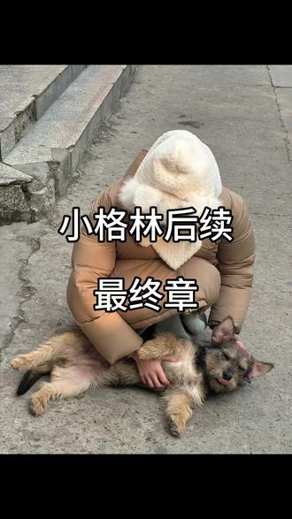 谢谢大家的关心 小格林不叫小格林啦 我也不知道他叫啥 每天就小狗小狗的叫着吧🥹能看到他在变好就够了