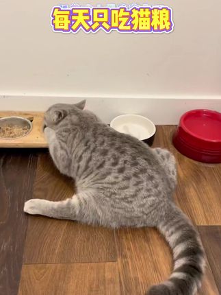 #猫粮 每天吃猫粮也能给猫猫吃的白白胖胖健健康康的哦 快给猫猫试试吧#猫粮推荐 #宠物食品 #冻干猫粮 #闯荡猫粮