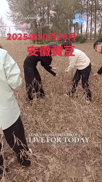 每天打卡黄豆,感谢各位新老客户继续支持和鼓励!