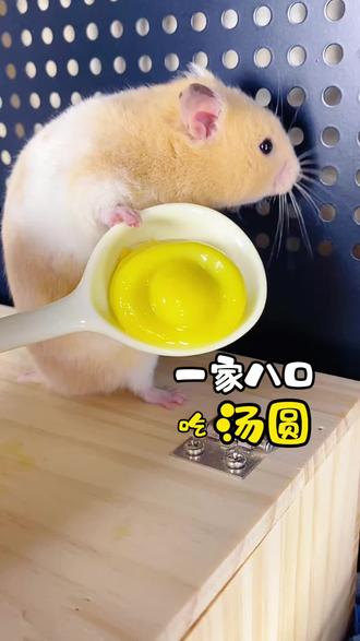 金丝熊一家八口吃汤圆,崽崽们的爸爸不吃,其他都吃#金丝熊日常 #仓鼠日常 #金丝熊吃 #仓鼠吃货 仓鼠吃汤圆