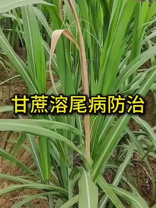 #甘蔗病虫害防治 #甘蔗种植 #三农种植 #甘蔗 #分享农业知识帮农民增产增收