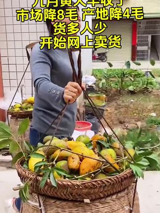 #九月黄#牛卵坨 #强烈推荐 #快来一起尝个鲜 #小时候味道