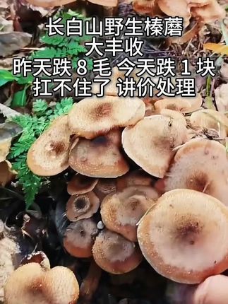 #上热门 东北榛蘑干 炖个小鸡超级好吃 #快来一起尝个鲜 #蘑菇 #榛蘑 #东北特产 @DOU+小助手 @巨量千川