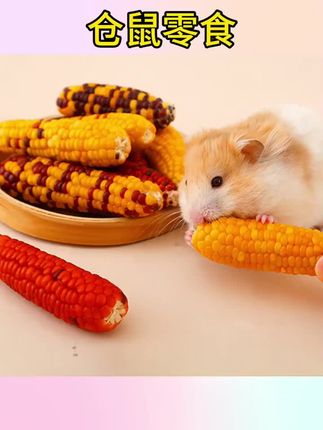 #仓鼠零食 #仓鼠日常 #仓鼠宝宝的日常 仓鼠磨牙棒玉米可食用金丝熊零食用品大全造景解闷小玩具#仓鼠零食开箱 #宠物零食