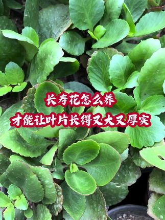 #长寿花的养护#凤尾长寿花#秋天怎么养花#家庭养花