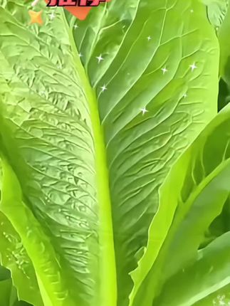 四季孔雀菜种子#强烈推荐 #在家种菜 #家庭种植