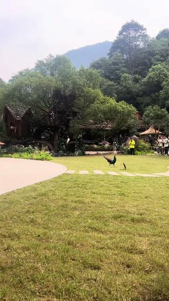 为什么乌鸦像写字台?#抽象