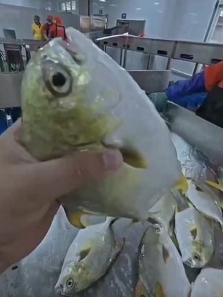 大号海捕金鲳鱼5条 每条鱼8-9两之间的 顺风包邮