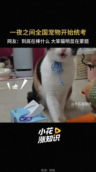 一夜之间全国宠物开始统考了 #热点 #搞笑 #萝卜纸巾猫咪 #蒸蚌猫 #萝卜纸巾
