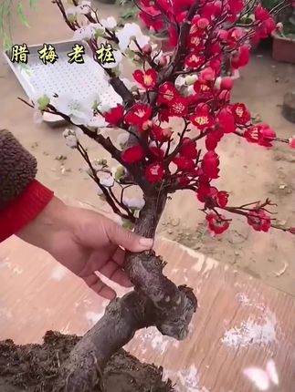 梅花老桩#老桩盆景 #梅花#腊梅盛开 #绿植盆栽 #盆景艺术