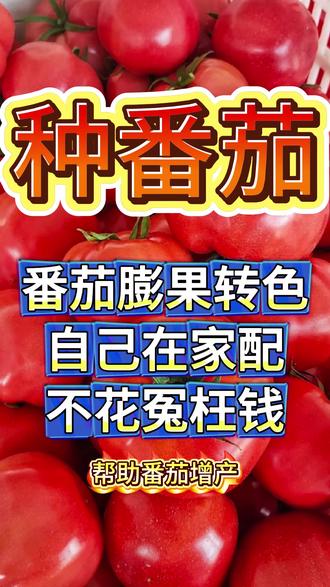 番茄膨果转色自己在家配不花冤枉钱 #番茄移栽 #番茄 #西红柿 #西红柿种植 #番茄种植