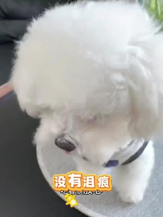 #宠物叶黄素 #宠物蓝莓叶黄素 #狗狗叶黄素 #猫咪叶黄素 #猫咪蓝莓叶黄素