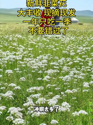 韭菜花新鲜现摘山东老式自种头茬嫩韭花酱蘸料花苞蔬菜#优质农产品 #韭菜花🧑🎄