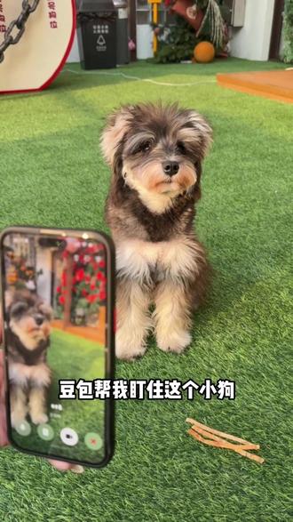 这是豆包冤枉的第几只狗? #豆包 #豆包ai #狗子成精了 #豆包打电话 #雪纳瑞